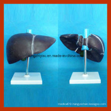 Medical Human Liver Model for Teaching